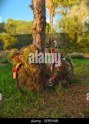 A close-up, eye-level shot of an old red vintage bicycle covered in green and brown tillandsia air plants, leaning against a rough tree trunk in Campo Stock Photo