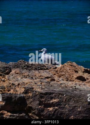 A close-up shot of a white seagull perched on a rugged, reddish-brown rock formation overlooking the deep blue waters of the Mediterranean Sea. The wa Stock Photo