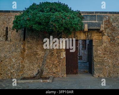 An ancient, textured stone wall featuring a vibrant green tree growing beside an open rustic wooden door. The scene evokes a sense of history and time Stock Photo