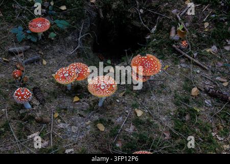 Fly agaric mushrooms, fully grown and in prime condition, beside a fox den on the forest floor near Salzburg, Austria (Amanita muscaria) Stock Photo