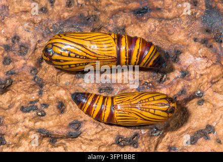 Pupae of African Peach Moth (Egybolis vaillantina) Erebidae Noctuidae Stock Photo