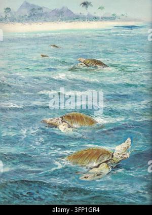 Archelon. Oil painting of sea turtles swimming in the tropical ocean near a sandy beach and mountains. A textured artistic depiction of multiple marine reptiles gliding through turquoise waves with a distant coastline and palm trees in the background Stock Photo