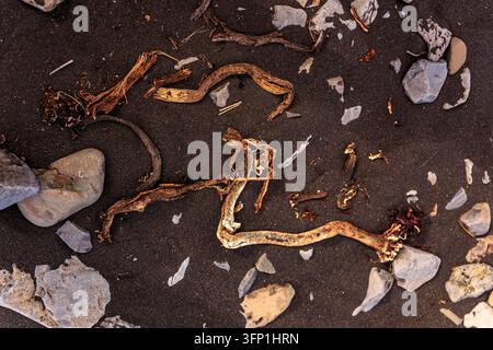 Weathered stones, broken shells, seaweed and driftwood scattered across dark wet beach sand in a natural coastal background Stock Photo