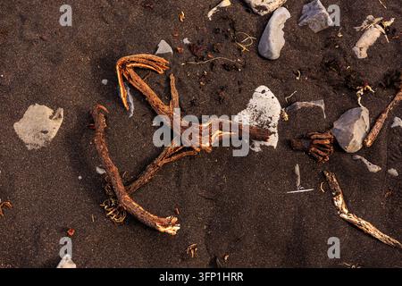 Weathered stones, broken shells, seaweed and driftwood scattered across dark wet beach sand in a natural coastal background Stock Photo