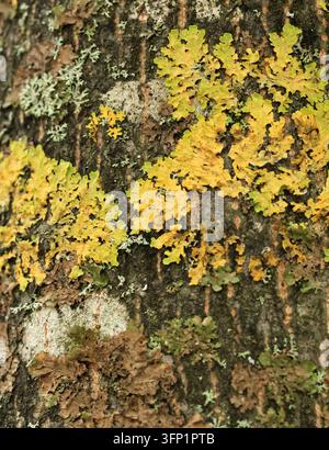 Colourful yellow and grey foliose lichens growing on dark tree bark, natural texture, Kadriorg Park, Tallinn, Estonia Stock Photo