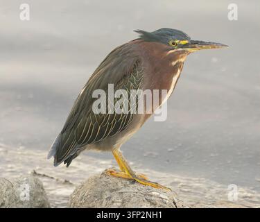 Adult Green Heron in breeding plumage perched on rock hunting fish at Westpoint Harbor, Redwood City, California, San Francisco Bay Area. Stock Photo
