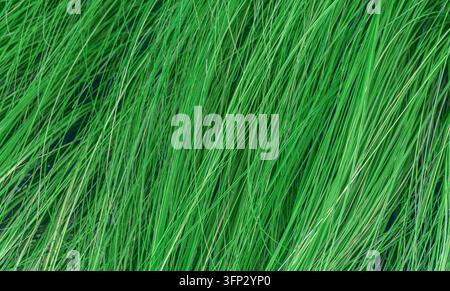 Close up of long green grass blades flowing diagonally, full frame natural background with fresh texture Stock Photo