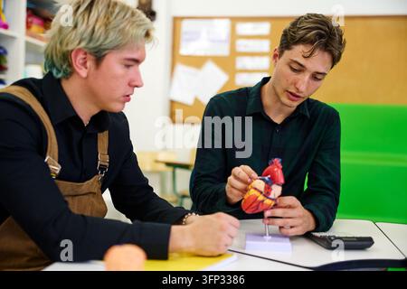 Students studying human anatomy, observing a heart model, and discussing biology during a science class at school Stock Photo