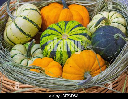 Assorted striped, white, green, and orange ornamental gourds and small pumpkins displayed together in woven basket with dried grass for autumn theme Stock Photo