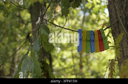 Colorful plastic clothespins are hanging on a thin tree branch, creating a natural clothesline amidst blurred green foliage, symbolizing sustainable d Stock Photo
