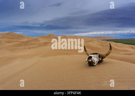 Bull skull in the sand desert at sunset. Death concept Stock Photo