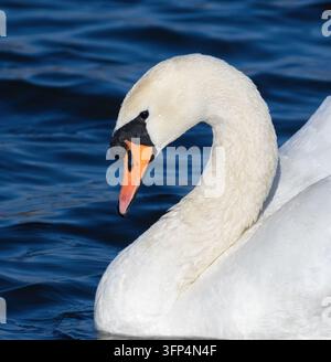 Mute swan, Cygnus olor. Close-up of the bird Stock Photo