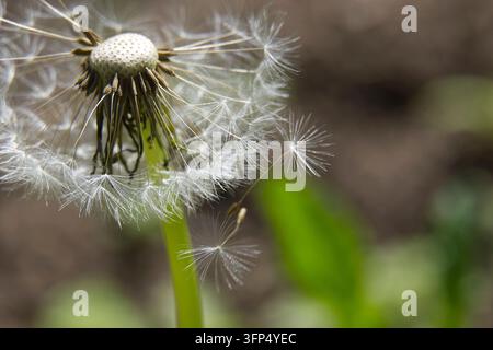 A delicate dandelion seed head is captured in macro detail as its fluffy parachutes begin to detach and float away on the breeze, airy movement and a Stock Photo