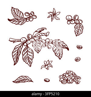 Coffee plant set. Twigs with berries, leaves, flowers and beans. Hand drawn vector illustration in line art style with detailed shading. For label Stock Vector