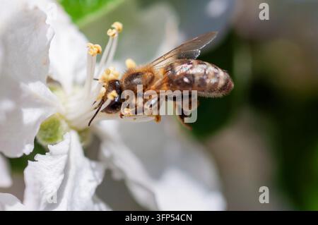 A detailed macro view captures a fuzzy honeybee actively foraging on the petals and stamen of a blooming white flower, highlighting pollination in act Stock Photo