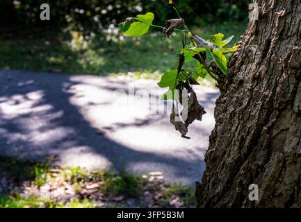 A small green shoot emerging from the side of a tree trunk, featuring several leaves that appear shriveled, dark brown, and black. Stock Photo