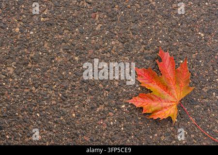 Single yellow maple leaf on wet asphalt pavement. Abstract autumn ground background with space for text Stock Photo