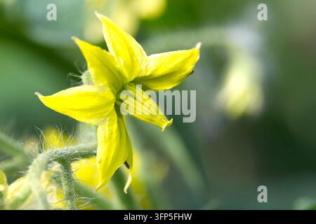 A close-up macro shot captures the intricate details of a vibrant yellow tomato blossom, showcasing its star-shaped petals and fuzzy green stem agains Stock Photo