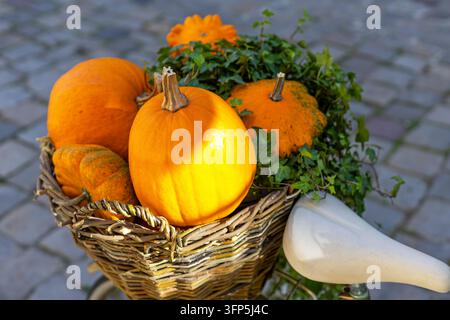 Orange pumpkins in rustic wicker basket with green ivy, autumn harvest decoration displayed outdoors beside a vintage bicycle seat. Stock Photo