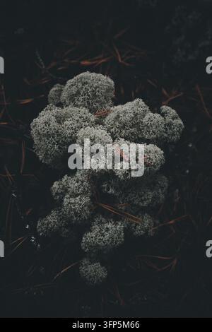 View of reindeer lichen growing on the forest floor among scattered pine needles in the Piusa nature reserve in Piusa, Voru County, Estonia. Stock Photo