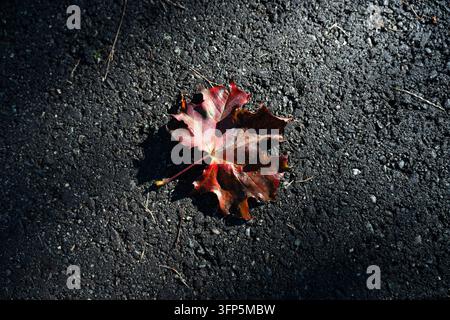 Abstract natural background with a single red maple leaf on dark asphalt. Stock Photo