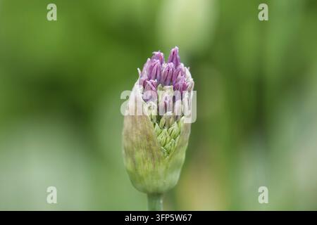 A detailed macro shot captures the intricate structure of an allium flower bud, showcasing its tightly packed purple florets and green sepals against Stock Photo