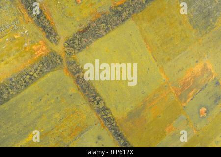 High angle abstraction - aerial view of agricultural fields with vibrant yellow-green and orange spots, clearly divided by dark tree lines. Conceptual Stock Photo