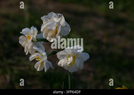 A field of beautiful white and orange daffodil (narcissus) flowers blooming in spring. Stock Photo