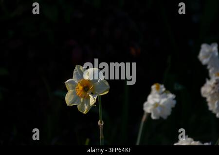 A field of beautiful white and orange daffodil (narcissus) flowers blooming in spring. Stock Photo