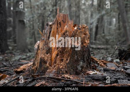 Abstract natural background with an old rotten tree stump in a dark forest.  Horizontal close-up macro shot with a selective focus on a broken and dec Stock Photo