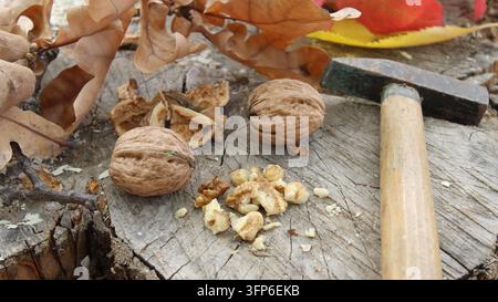 Two walnuts sit on a wooden stump next to cracked walnut shells and pieces. A hammer is placed nearby, with autumn leaves around the scene. Stock Photo