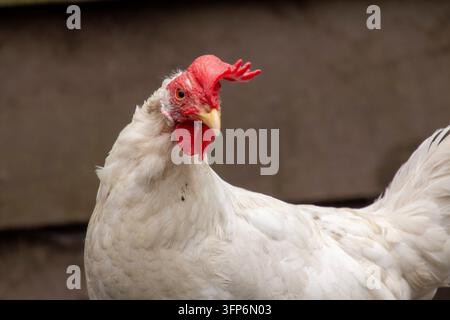 White leghorn hen, profile photo, looking into the camera Stock Photo