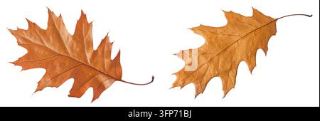 Autumn oak leaf isolated on white background. Fall season foliage. Top view. Flat lay Stock Photo