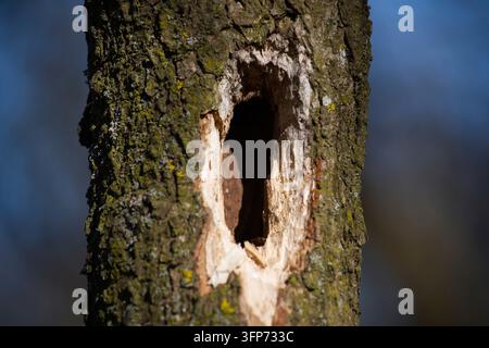 Close-up of a rough tree trunk with a large, freshly drilled woodpecker hole Stock Photo