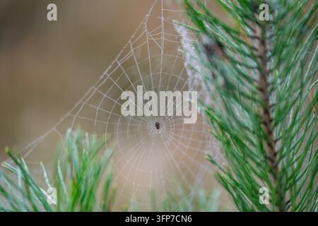 A spider occupies the hub of an orb web stretched between pine branches with droplets along its threads, illustrating silk trap structure and condensa Stock Photo