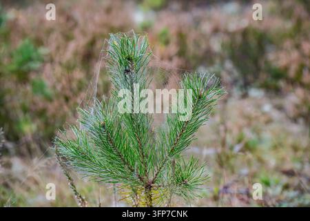 Fine spider silk covers the shoots of a young pine with an orb web suspended between needle clusters, illustrating conifer microhabitat and moisture c Stock Photo