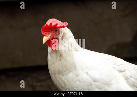 White leghorn hen, profile photo, looking into the camera Stock Photo
