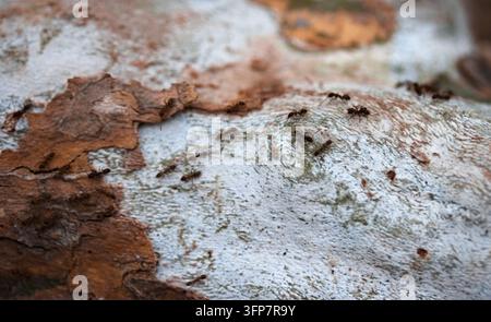 Close-up of multiple ants moving across peeling tree bark, showing ...