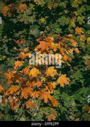 Dense canopy of maple tree with bright orange and yellow foliage in october park. Vertical nature background for seasonal banner, autumn tourism and phone screen saver Stock Photo
