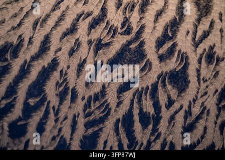 Frozen window pane showing natural ice patterns resembling delicate fern leaves, creating a beautiful winter texture background, ideal for seasonal themes Stock Photo