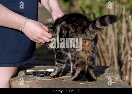 A tabby cat interacts with a person in Cumbria outdoors on a sunny day. Stock Photo