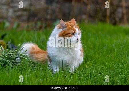 Orange and white domestic cat sitting on grass in Cumbria Stock Photo