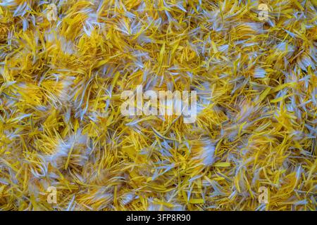 Fresh yellow dandelion flowers petals for jam on a background , top view. Texture raw yellow dandelion petals, close up Stock Photo