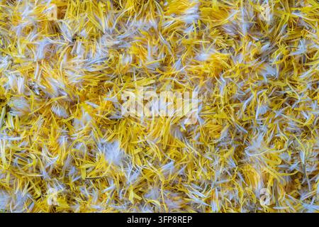 Fresh yellow dandelion flowers petals for jam on a background , top view. Texture raw yellow dandelion petals, close up Stock Photo