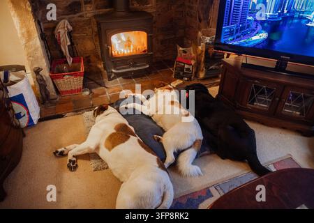 Three dogs lying on the carpet in front of a lit fireplace inside a living room in Cumbria. Stock Photo