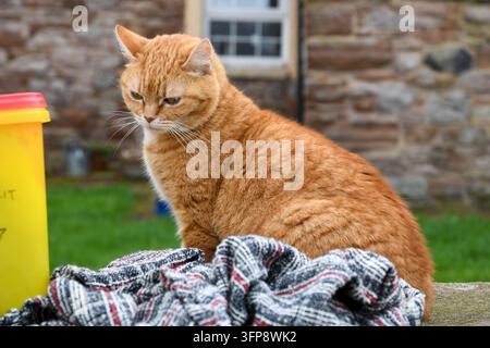 Ginger domestic cat sitting on an outdoor surface beside a patterned cloth in Cumbria. Stock Photo