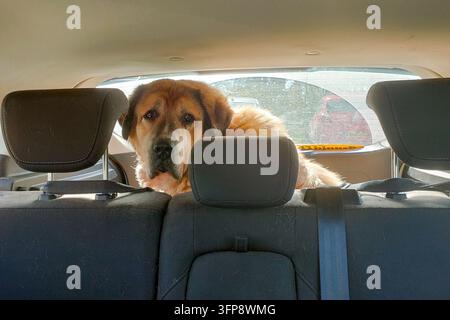 Central Asian Shepherd dog sitting in the back of a car in Cumbria. Stock Photo