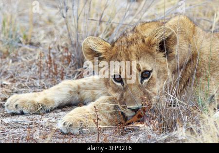A small Lion Cub resting, looking directly into camera, Hwange National Park, Zimbabwe Stock Photo