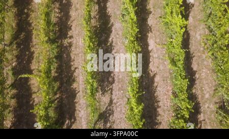 An overhead aerial shot captures parallel rows of vibrant green grapevines casting long, dramatic shadows across the sun-drenched earth below. Stock Photo