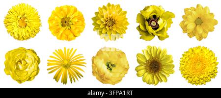 Yellow flowers set isolated on white bg. Macro photo flower: rose, sunflower, gerber, zinnia, aster, peony, dandelion, hibiscus, poppy, carnation, cir Stock Photo